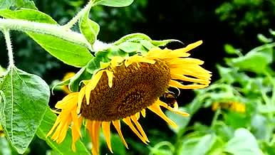 向日葵花上的蜜蜂实拍视频视频的预览图
